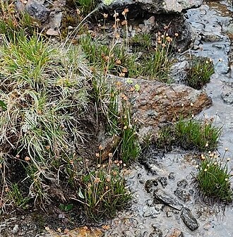 Three-hulled rush: Three-flower Rush ( Juncus triglumis ) in Austria