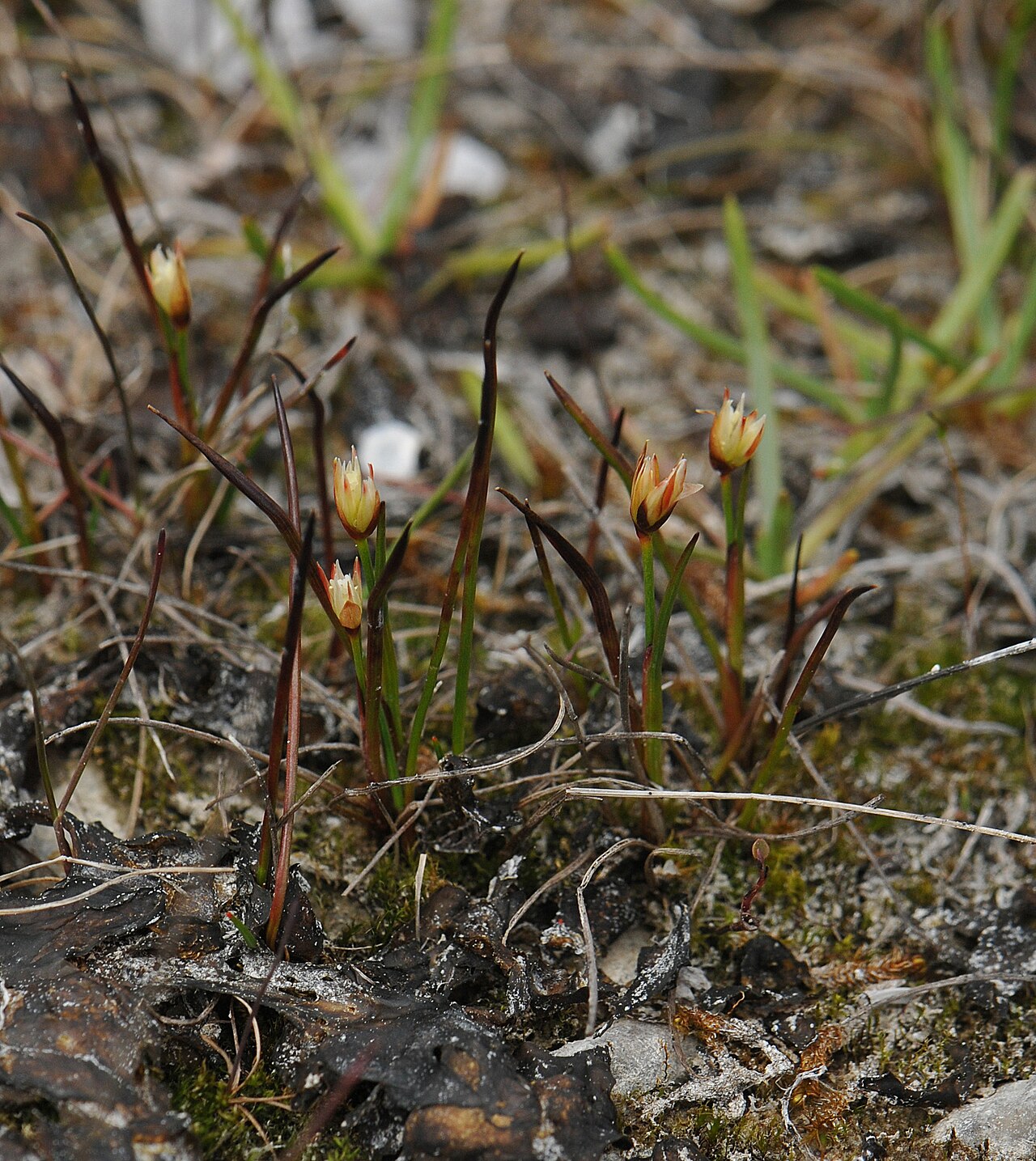 Three-hulled rush: Three-flower Rush ( Juncus triglumis ) in Canada