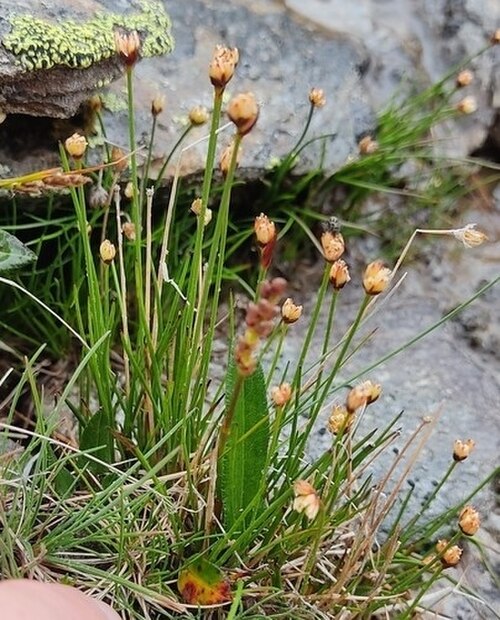 Three-hulled rush: Three-flower Rush ( Juncus triglumis ) in Austria