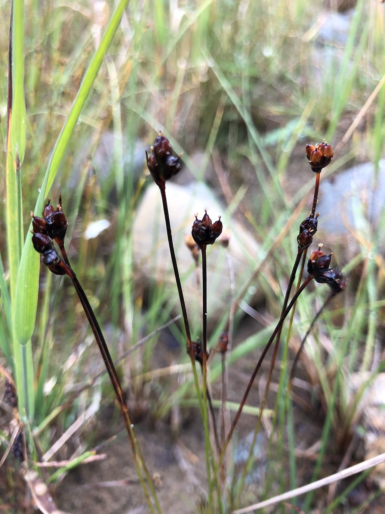 Three-hulled rush: Three-flower Rush ( Juncus triglumis ) in Russia