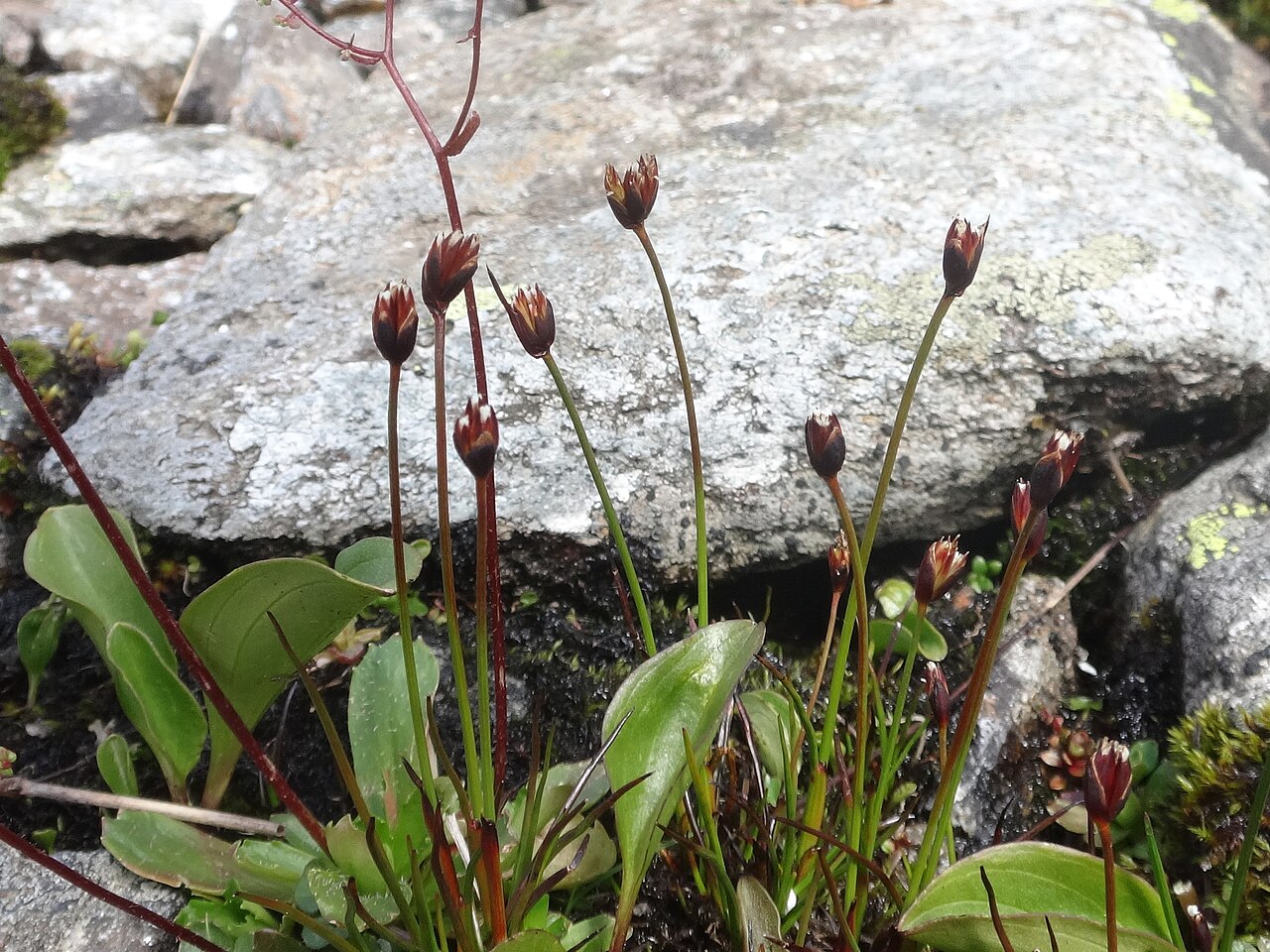 Three-hulled rush: Three-flower Rush ( Juncus triglumis ) in Austria