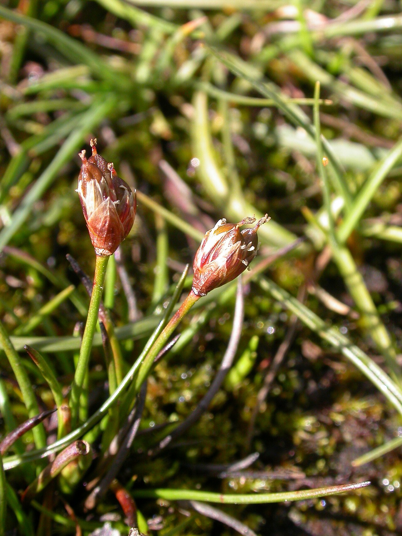 Three-hulled rush: Juncus triglumis Zermatt, Riffelberg (Kanton Wallis, Switzerland), 2500 m Author: Barbara Studer – own photograph Date: 2.08.06