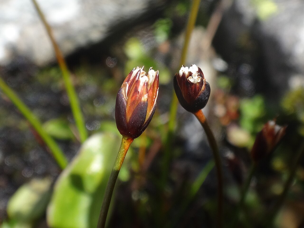 Three-hulled rush: Three-flower Rush ( Juncus triglumis ) in Austria