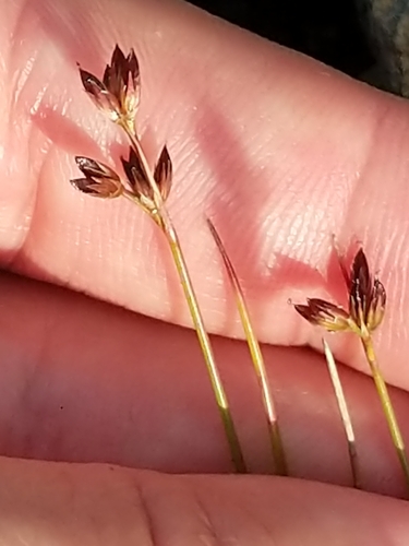 Tweedy's rush (Juncus tweedyi)