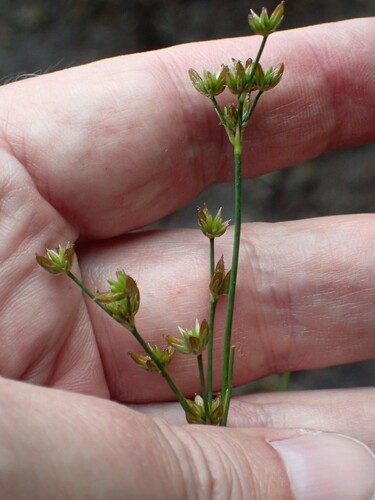 Tweedy's rush (Juncus tweedyi)