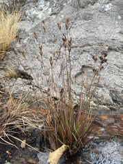 Tweedy's rush (Juncus tweedyi)