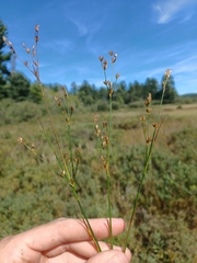 Tweedy's rush (Juncus tweedyi)