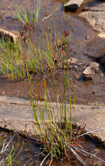 Tweedy's rush (Juncus tweedyi)