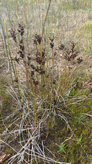 Tweedy's rush (Juncus tweedyi)