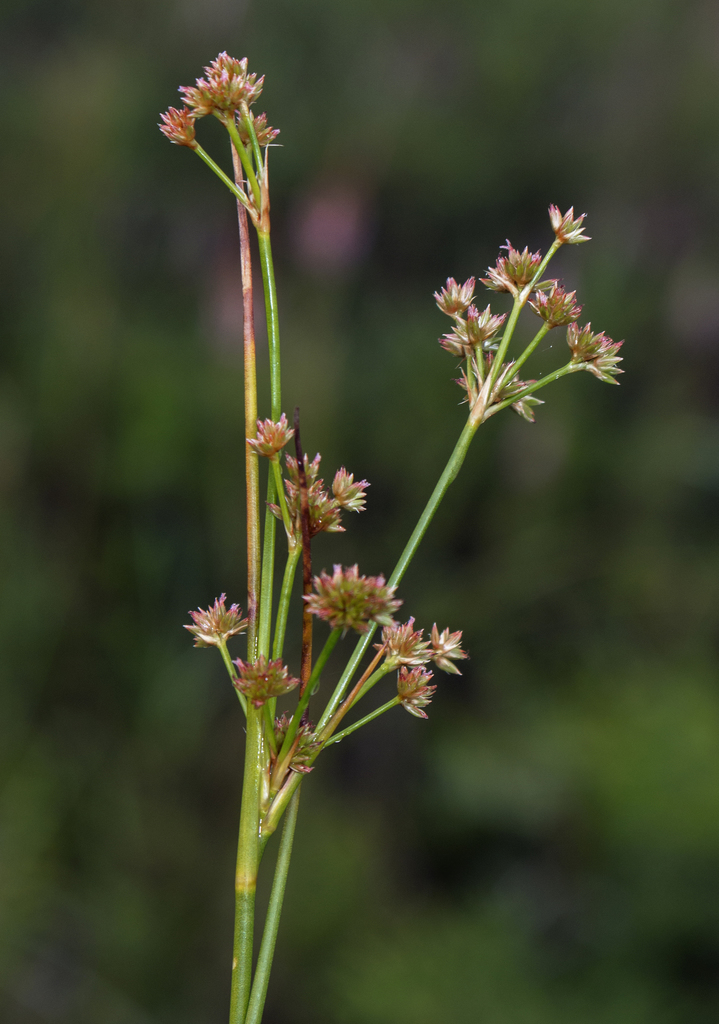 Tweedy's rush (Juncus tweedyi)