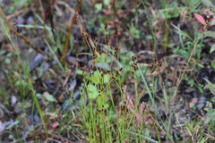 Tweedy's rush (Juncus tweedyi)