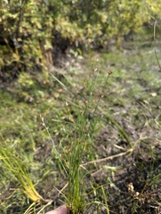 Tweedy's rush (Juncus tweedyi)