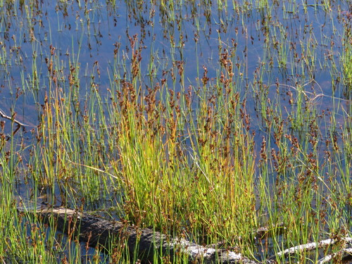 Tweedy's rush (Juncus tweedyi)