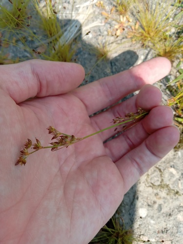 Tweedy's rush (Juncus tweedyi)
