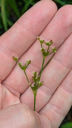 Tweedy's rush (Juncus tweedyi)