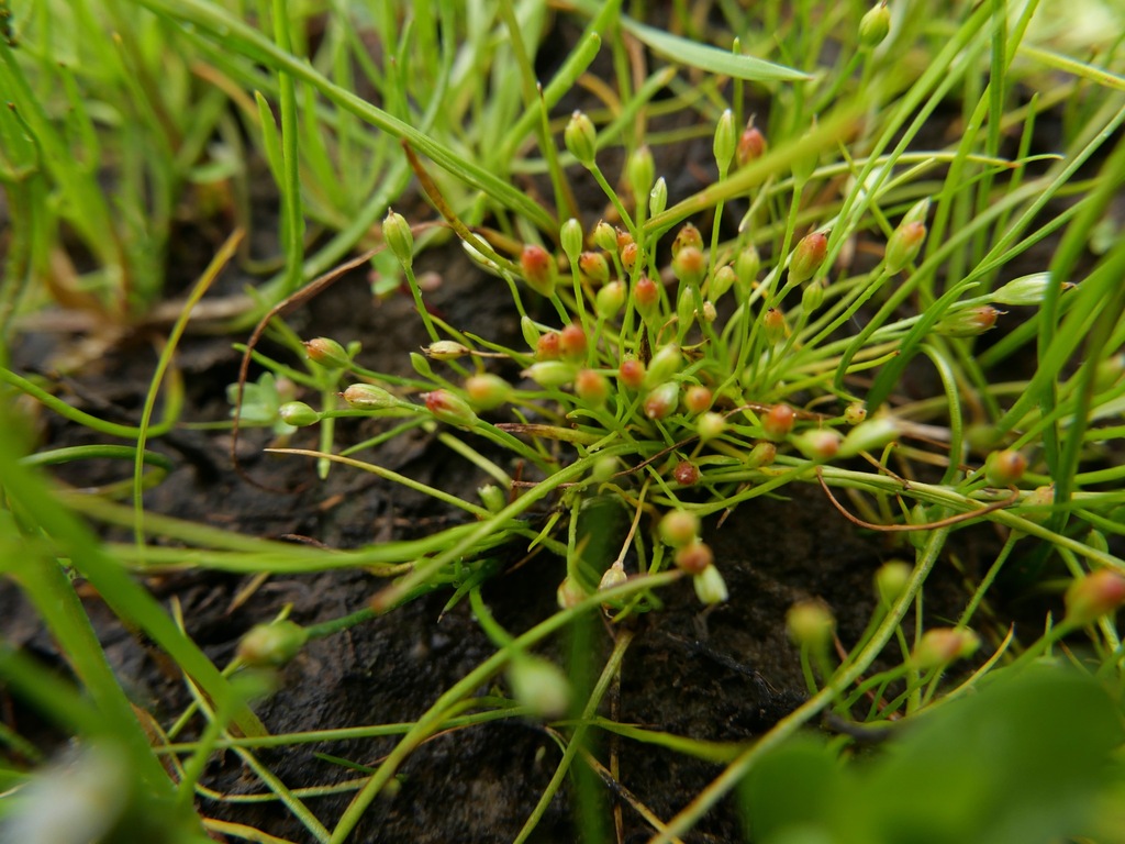 Twelfth rush (Juncus uncialis)
