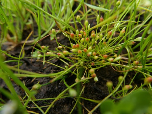 Twelfth rush (Juncus uncialis)