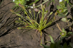 Twelfth rush (Juncus uncialis)