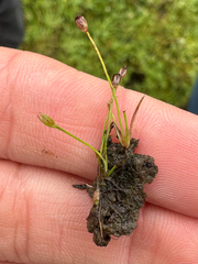 Twelfth rush (Juncus uncialis)