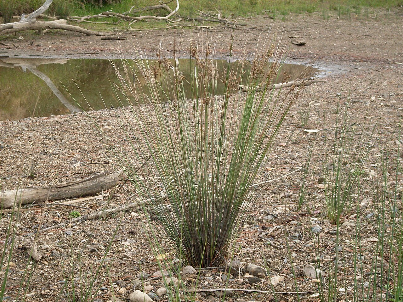 Juncus usitatus: Common rush (Juncus usitatus) is densely tufted 50-80 cm tall. Yass River bed, Gundaroo NSW Australia, April 2009.