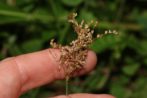Juncus usitatus (Juncus usitatus)