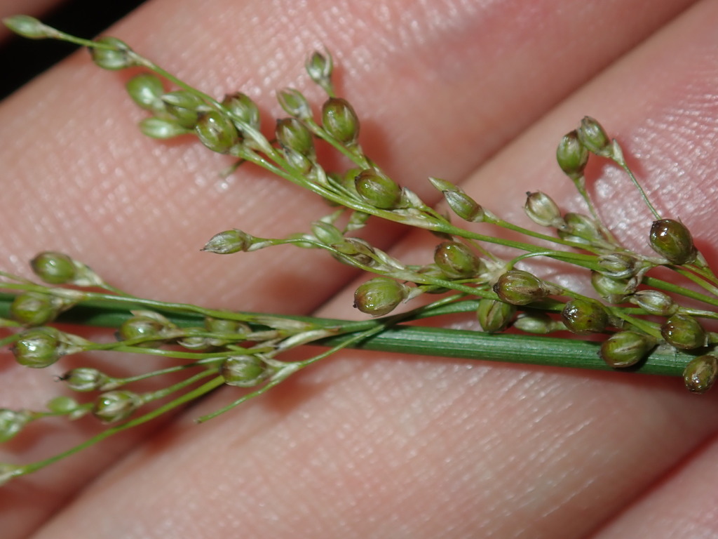 Juncus usitatus (Juncus usitatus)