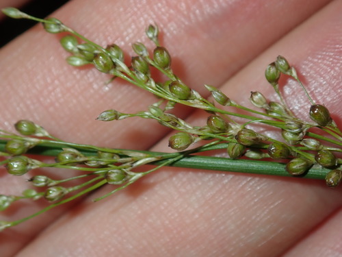 Juncus usitatus (Juncus usitatus)