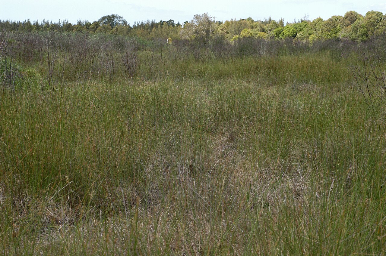 Juncus usitatus: Juncus usitatus