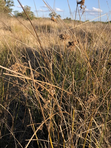 Juncus usitatus (Juncus usitatus)