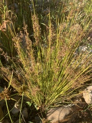 Juncus usitatus (Juncus usitatus)