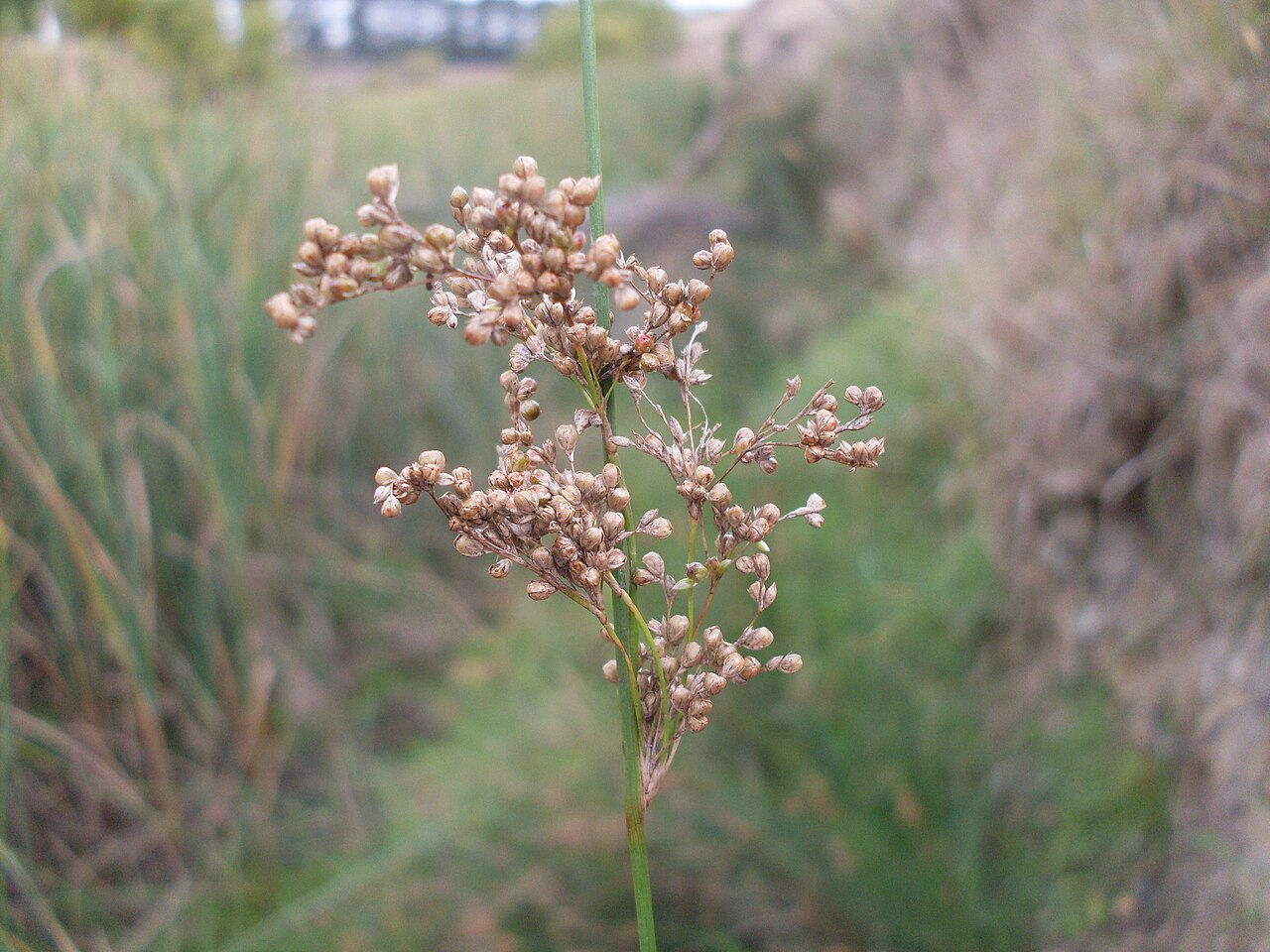 Juncus usitatus: Juncus usitatus. Yass River bed, Gundaroo NSW Australia, April 2009.