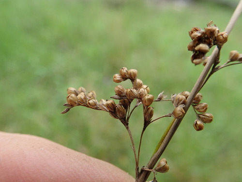 Juncus usitatus (Juncus usitatus)