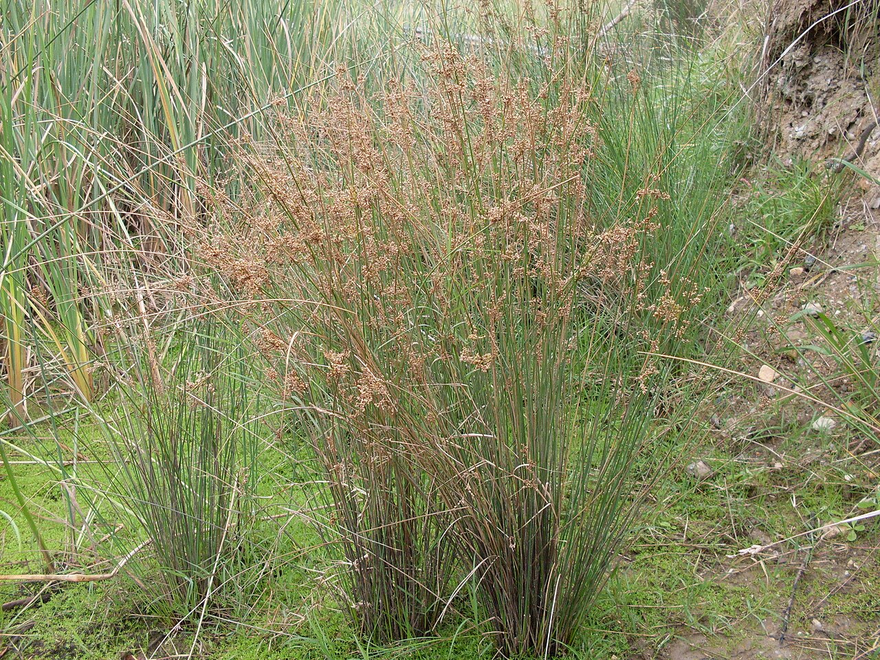 Juncus usitatus: Juncus usitatus forms dense tussocks and have green adult stems. Yass River bed, Gundaroo NSW Australia, April 2009.