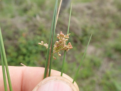 Juncus usitatus (Juncus usitatus)