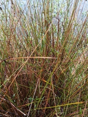 Juncus usitatus (Juncus usitatus)