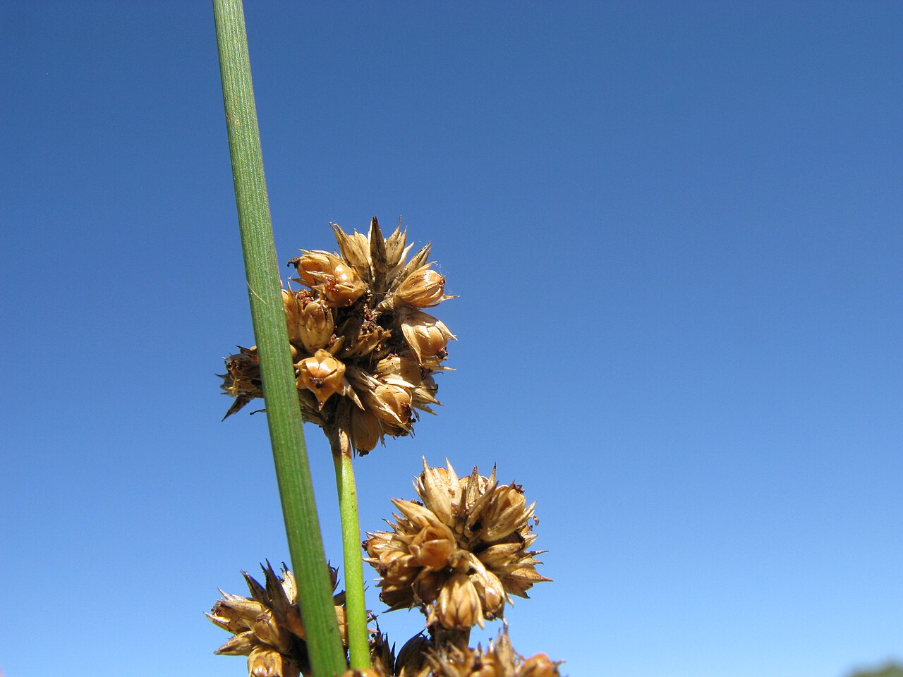 Juncus vaginatus: Native, perennial, shortly to strongly rhizomatous, herbaceous rush. Stems are 30-100 cm tall, 1.5–4.5 mm diam., ± soft and yellow-green, with 30–65 striations