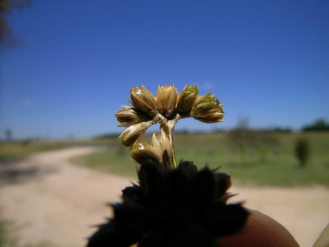 Juncus vaginatus: Native, perennial, shortly to strongly rhizomatous, herbaceous rush. Stems are 30-100 cm tall, 1.5–4.5 mm diam., ± soft and yellow-green, with 30–65 striations