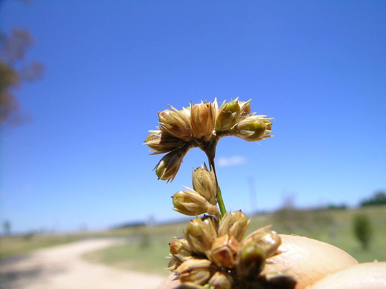 Juncus vaginatus: Native, perennial, shortly to strongly rhizomatous, herbaceous rush. Stems are 30-100 cm tall, 1.5–4.5 mm diam., ± soft and yellow-green, with 30–65 striations