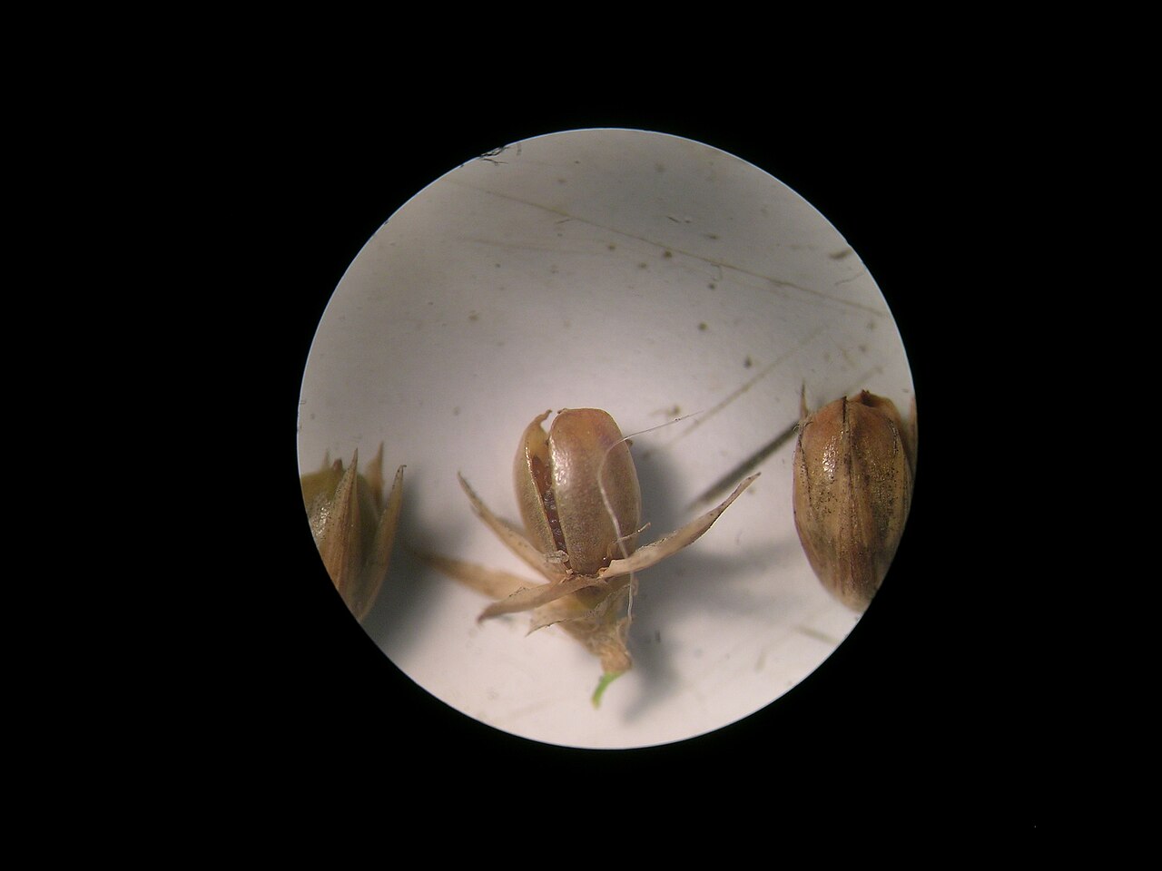 Juncus vaginatus: Native, perennial, shortly to strongly rhizomatous, herbaceous rush. Stems are 30-100 cm tall, 1.5–4.5 mm diam., ± soft and yellow-green, with 30–65 striations