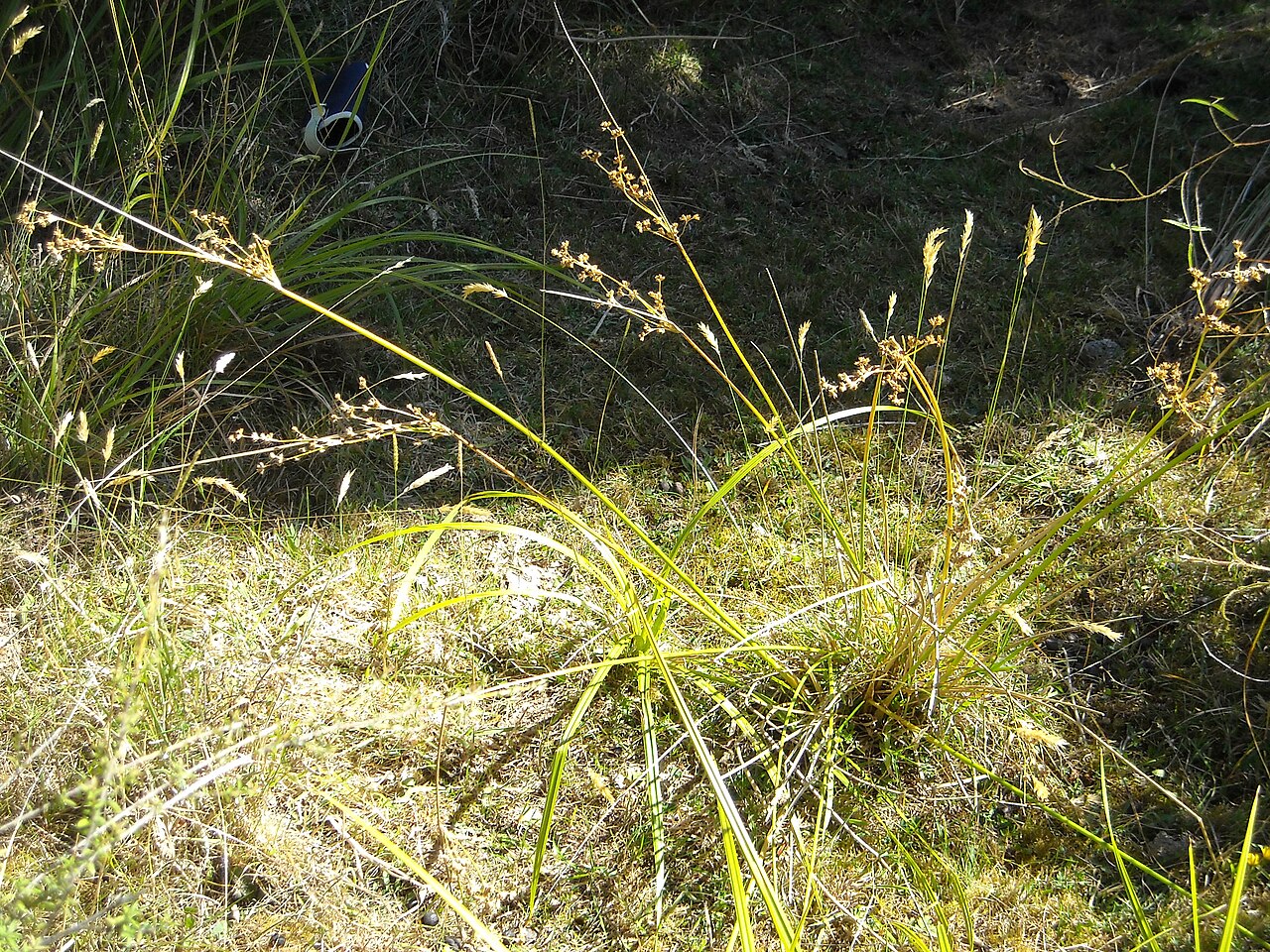 Juncus vaginatus (Juncus vaginatus)