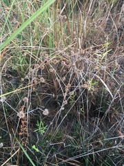Roundhead rush (Juncus validus)