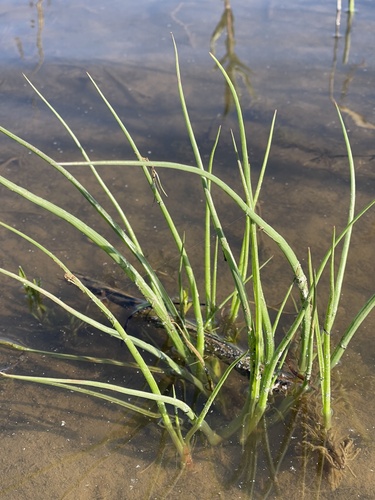 Roundhead rush (Juncus validus)