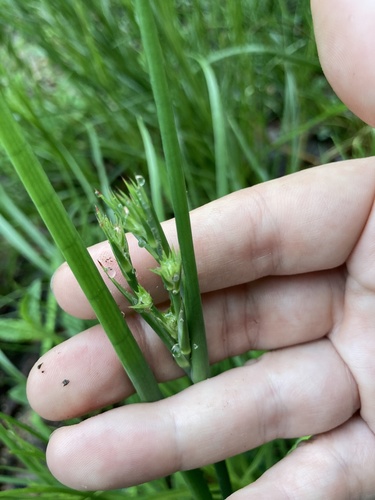 Roundhead rush (Juncus validus)