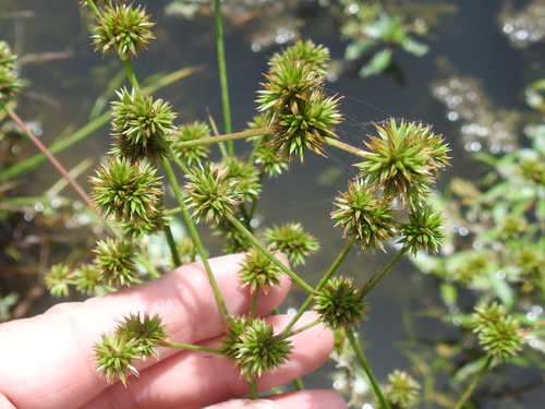 Roundhead rush (Juncus validus)