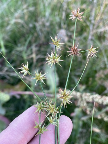 Roundhead rush (Juncus validus)