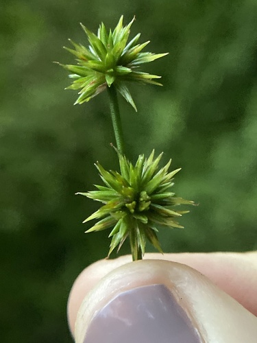 Roundhead rush (Juncus validus)