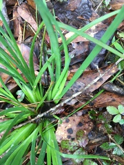 Roundhead rush (Juncus validus)