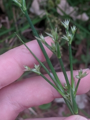 Roundhead rush (Juncus validus)