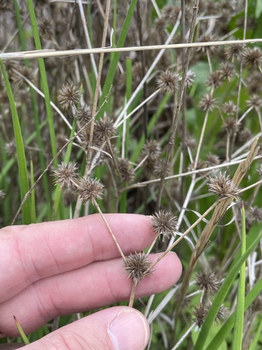 Roundhead rush (Juncus validus)