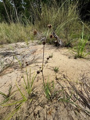 Roundhead rush (Juncus validus)